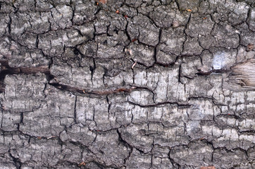 The bark of tree, texture