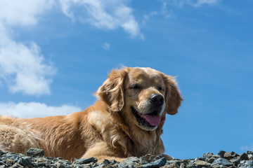 Golden Retriever dog lying on the stones on sky background