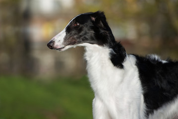 Fototapeta premium russian borzoi dog posing outdoors in summer