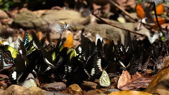 Many butterflies eat salt on wet ground , Kaeng Krachan national park, Thailand: Nature video HD relaxing