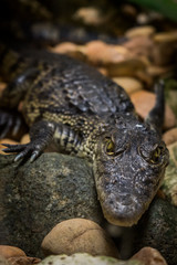 Crocodile danger