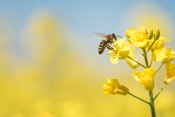 Biene sammelt Honig - Rapsblüte im Frühling - obrazy, fototapety, plakaty