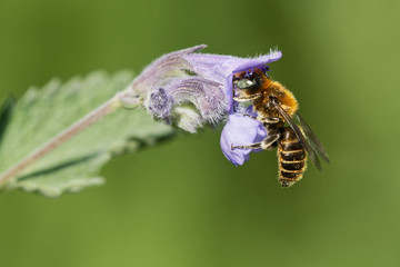 Mauerbiene an einer Katzenminze