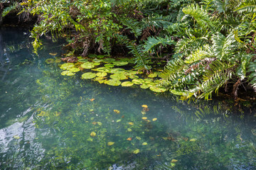 Green fresh water pond.