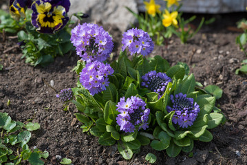 Kugel-Primel im Garten (Frühling)