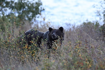 Grizzly bear (Ursus arctos horribilis), Glacier National Park, Montana, United States of America,...