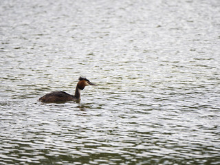 a great crested grebe swimming on a lake