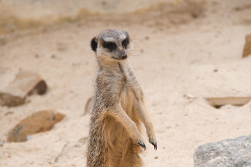 suricate