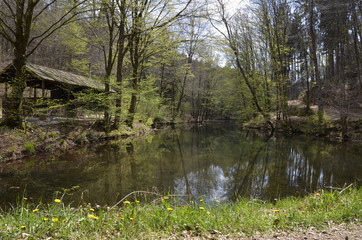 Obraz premium kleiner see hinter dem waldsee eiswoog in der pfalz