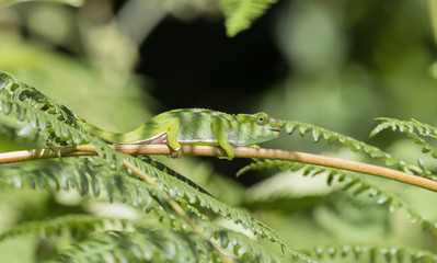 The Endemic & Threatened Usambara Two-horned Chameleon (Kinyongia multituberculata) in Western Tanzania