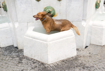 Water dog / Wet dog in the fountain cooling down on hot summer day