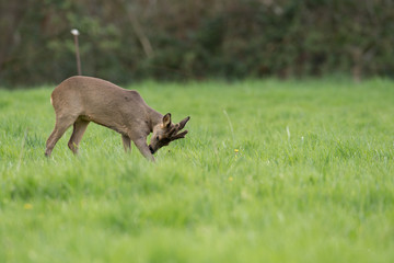 Fototapeta premium chevreuil brocard pature