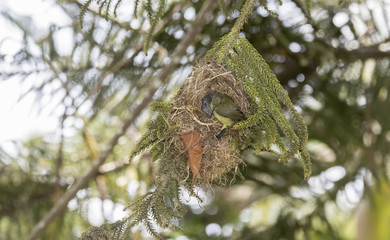 The Rare, Threatened, & Endemic Female Usambara Double-collared Sunbird (Cinnyris usambaricus) Weaves its Nest in Western Tanzania