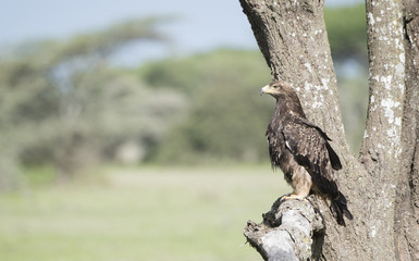 Tawny Eagle (Aquila rapax) Hunting from a Tree in Northern Tanzania