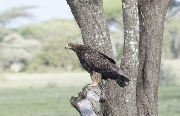 Tawny Eagle (Aquila rapax) Hunting from a Tree in Northern Tanzania