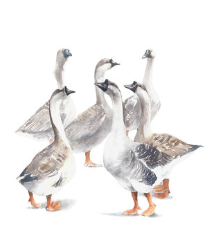 Goose farm animal pet geese house birds watercolor painting illustration isolated on white background