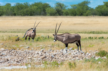 Oryx
