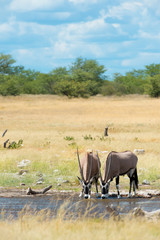 Fototapeta premium Oryx