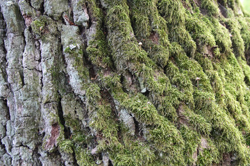 Bark of the old tree is covered with green moss. Backgrounds and textures