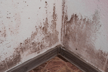 Mold and dirt and fungus growing on the corner of the wall near the floor.