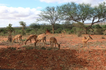 Fototapeta na wymiar Tsavo National Park