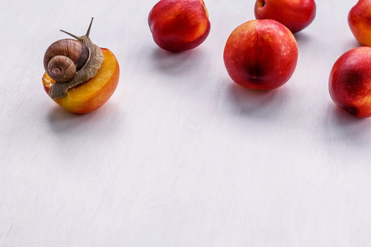 big snail eating nectarine on a white background