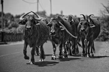 A herd of water buffaloes walking along the road