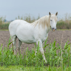 Naklejka na ściany i meble White camargue horse eating grass in a field 
