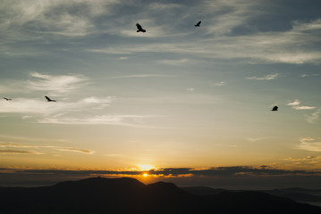 Birds silhouettes at sunrise in Brazil