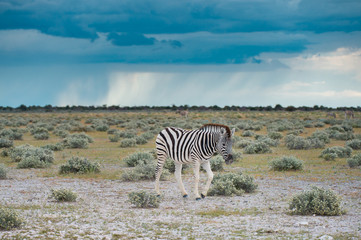 Naklejka premium Burchell's (Plain's) zebra