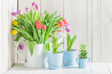 Young and fresh tulip in white watering can