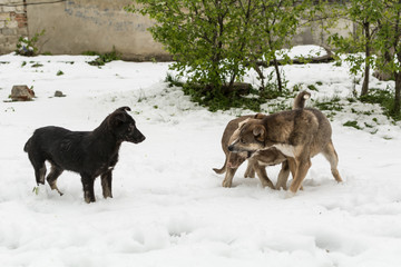 Fototapeta na wymiar Street dogs play in April on snow