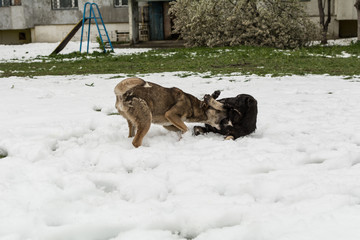 Street dogs play in April on snow