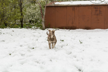 Street dog