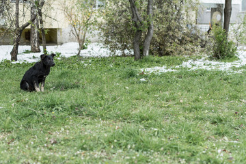 Obraz na płótnie Canvas Street dog is preparing to attack - jump