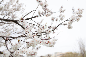 Blossom tree over nature background Spring flowers Spring