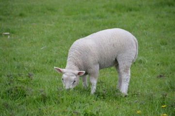 Naklejka na ściany i meble Lamb Eating Grass