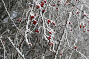Rosehips in the cold / Frosty morning. Trees covered with hoarfrost.