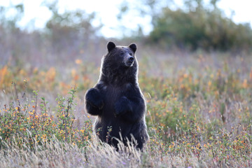 Grizzly bear (Ursus arctos horribilis), Glacier National Park, Montana, United States of America,...