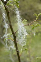 abgestreifte Schafwolle an einem Strauch