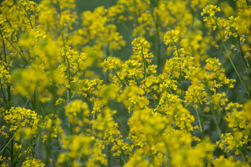 Fototapeta premium plant background