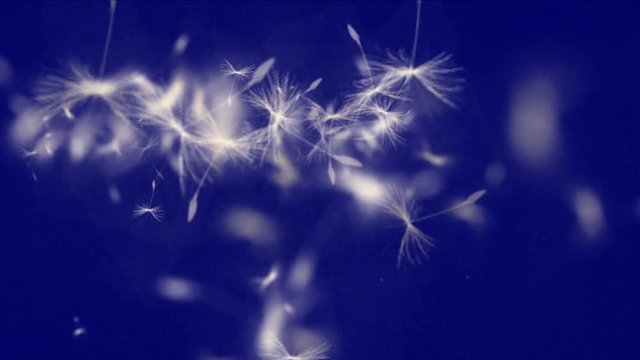 4k Flying dandelion catkins particle background.