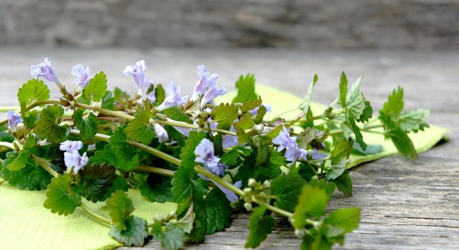 Gundermann, Heilkr&auml;uter