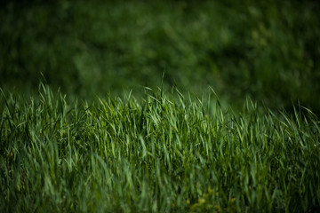 grass, green natural background texture, fresh spring sunny outdoor