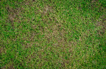 Pests and disease cause amount of damage to green lawns, lawn in bad condition and need maintaining