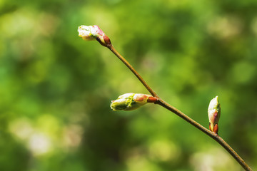 Blossoming bud on a tree branch close-up