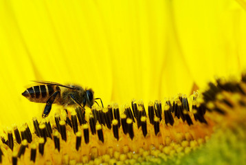 hardworking bee busy pollinating a bright yellow sunflower
