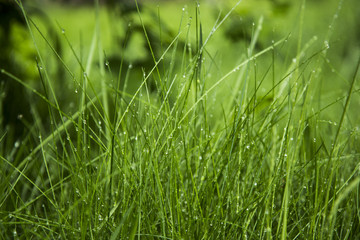 green grass and water drops after rain, background.