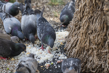 Pigeons eating rice.