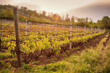 Grape fields in spring and summer in the sun